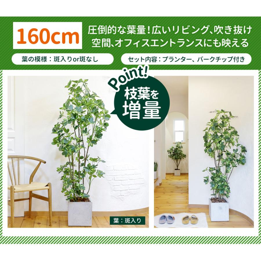 シェフレラ 160cm フェイクグリーン 無光触媒加工済 フェイク リアル 光触媒 CT触媒 ファイバークレイ製 プランターの画像