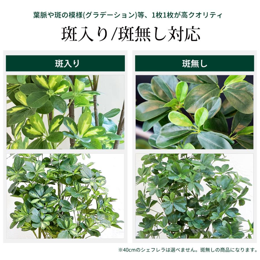 シェフレラ 160cm フェイクグリーン 無光触媒加工済 フェイク リアル 光触媒 CT触媒 ファイバークレイ製 プランターの画像
