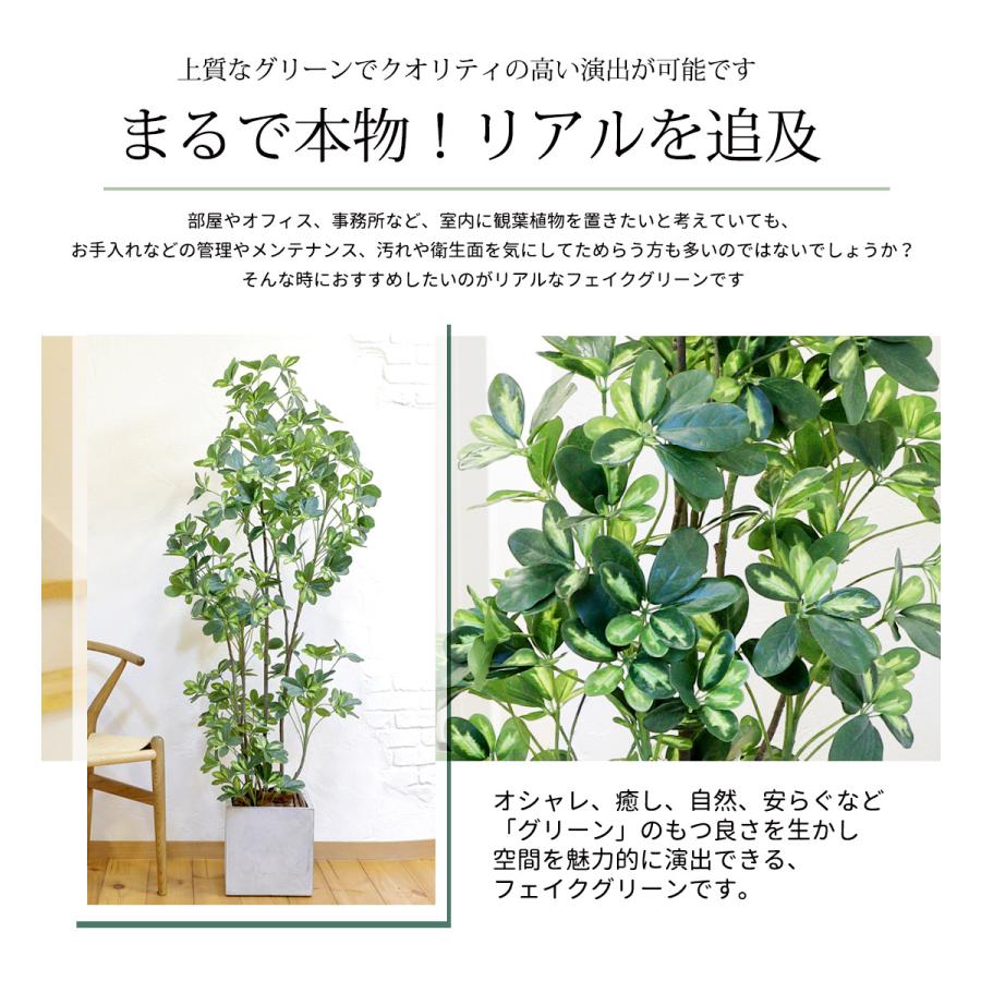 シェフレラ 160cm フェイクグリーン 無光触媒加工済 フェイク リアル 光触媒 CT触媒 ファイバークレイ製 プランターの画像