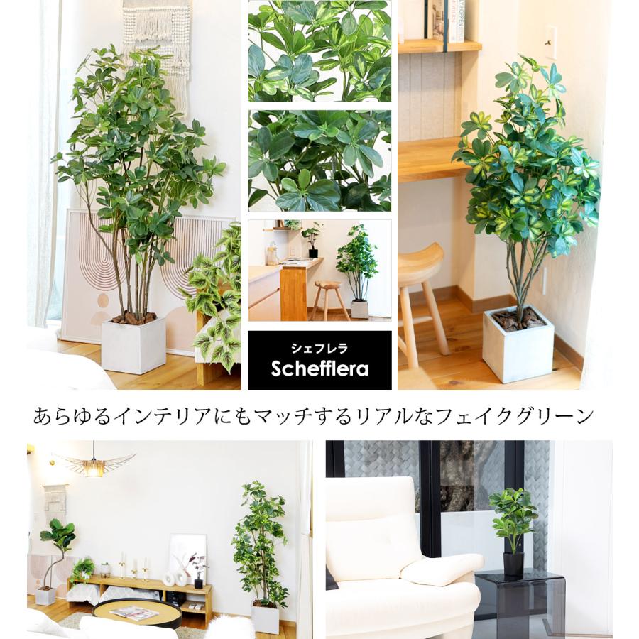 シェフレラ 160cm フェイクグリーン 無光触媒加工済 フェイク リアル 光触媒 CT触媒 ファイバークレイ製 プランターの画像