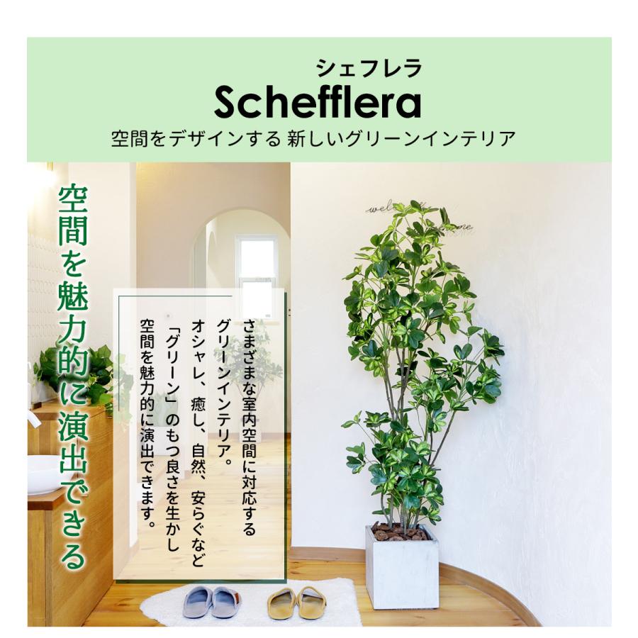シェフレラ 160cm フェイクグリーン 無光触媒加工済 フェイク リアル 光触媒 CT触媒 ファイバークレイ製 プランターの画像