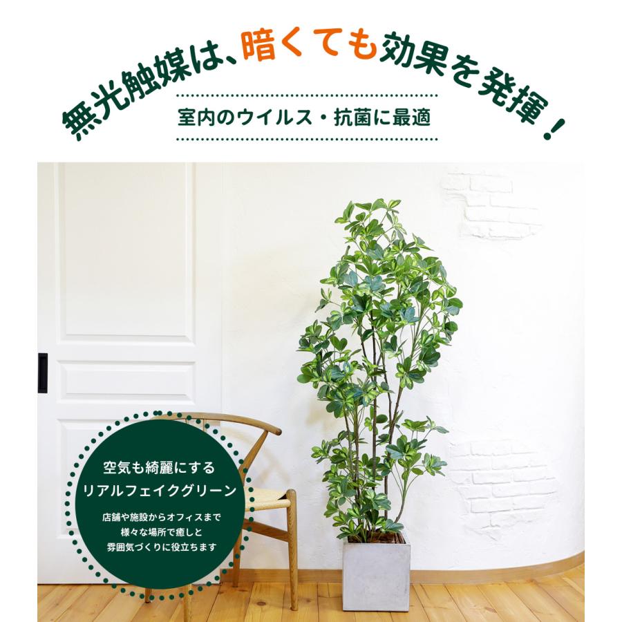 シェフレラ 160cm フェイクグリーン 無光触媒加工済 フェイク リアル 光触媒 CT触媒 ファイバークレイ製 プランターの画像
