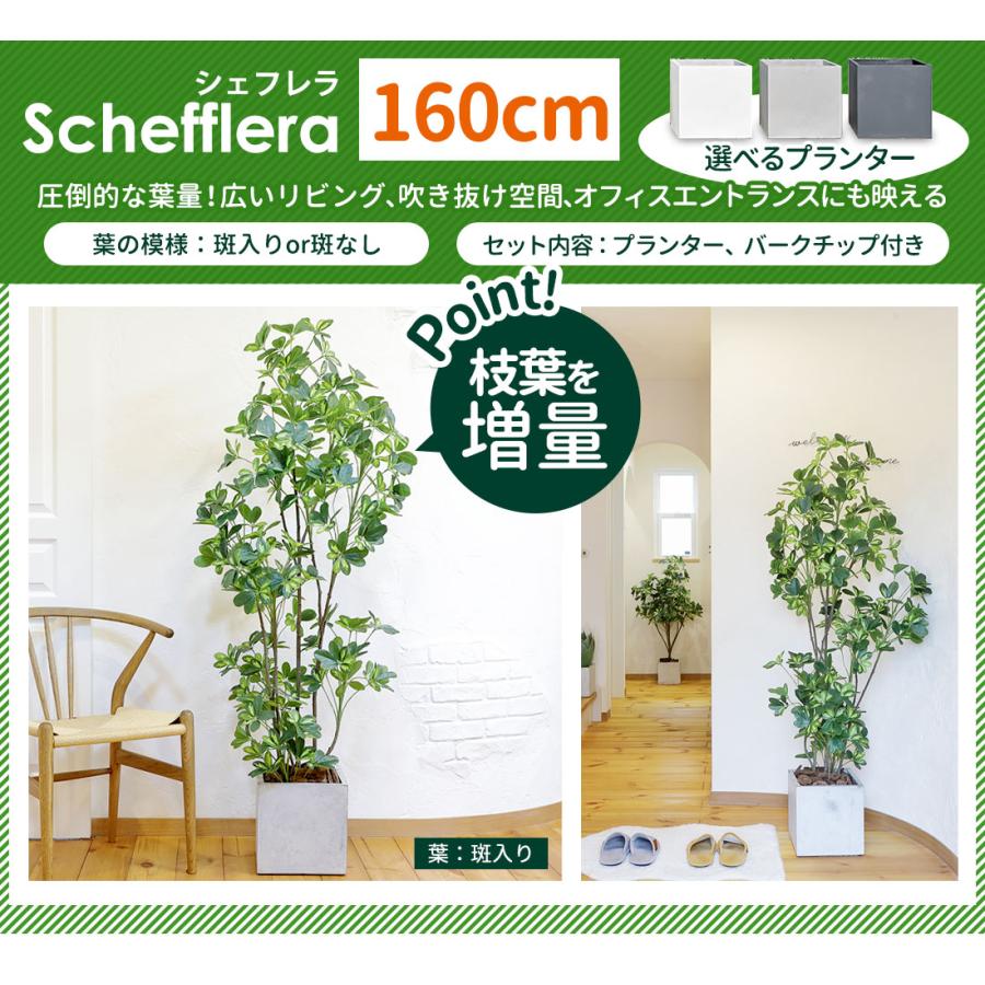 リーベン シェフレラ 40cm フェイクグリーン 小型 観葉植物 ファイバー