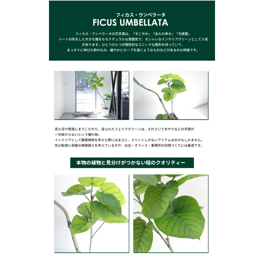 リーベン フェイクグリーン フィカス ウンベラータ 160cm 無 リーベン フェイクグリーン フィカス ウンベラータ 160cm 無