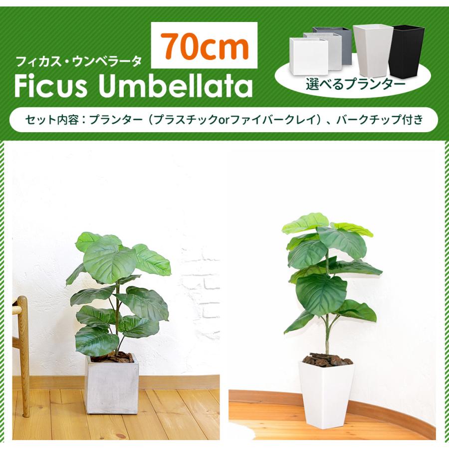 リーベン フェイクグリーン フィカス ウンベラータ 180cm 無光触媒加工