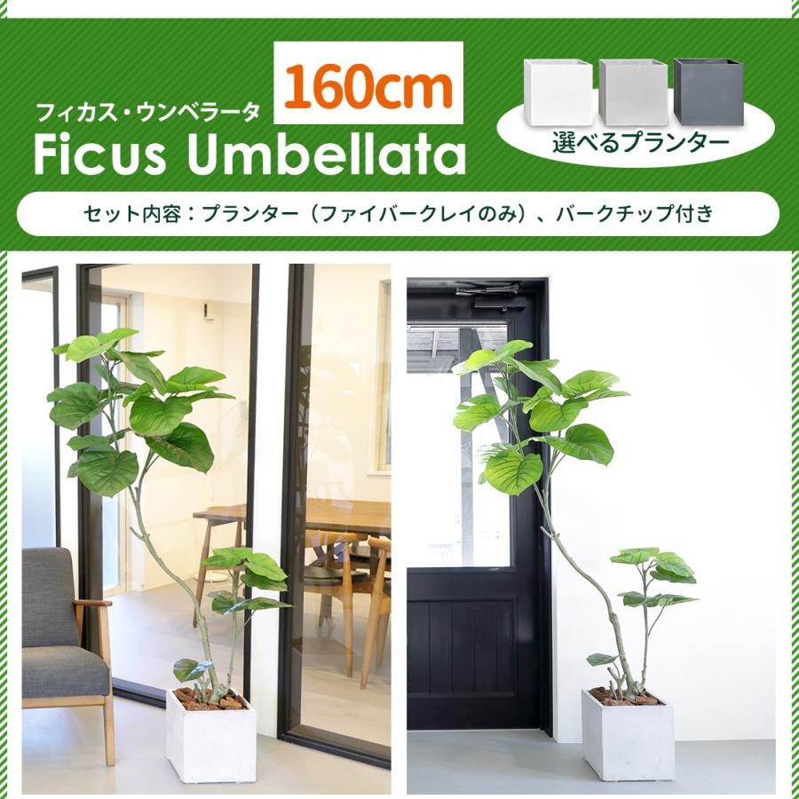 リーベン フェイクグリーン フィカス ウンベラータ 180cm 無光触媒加工