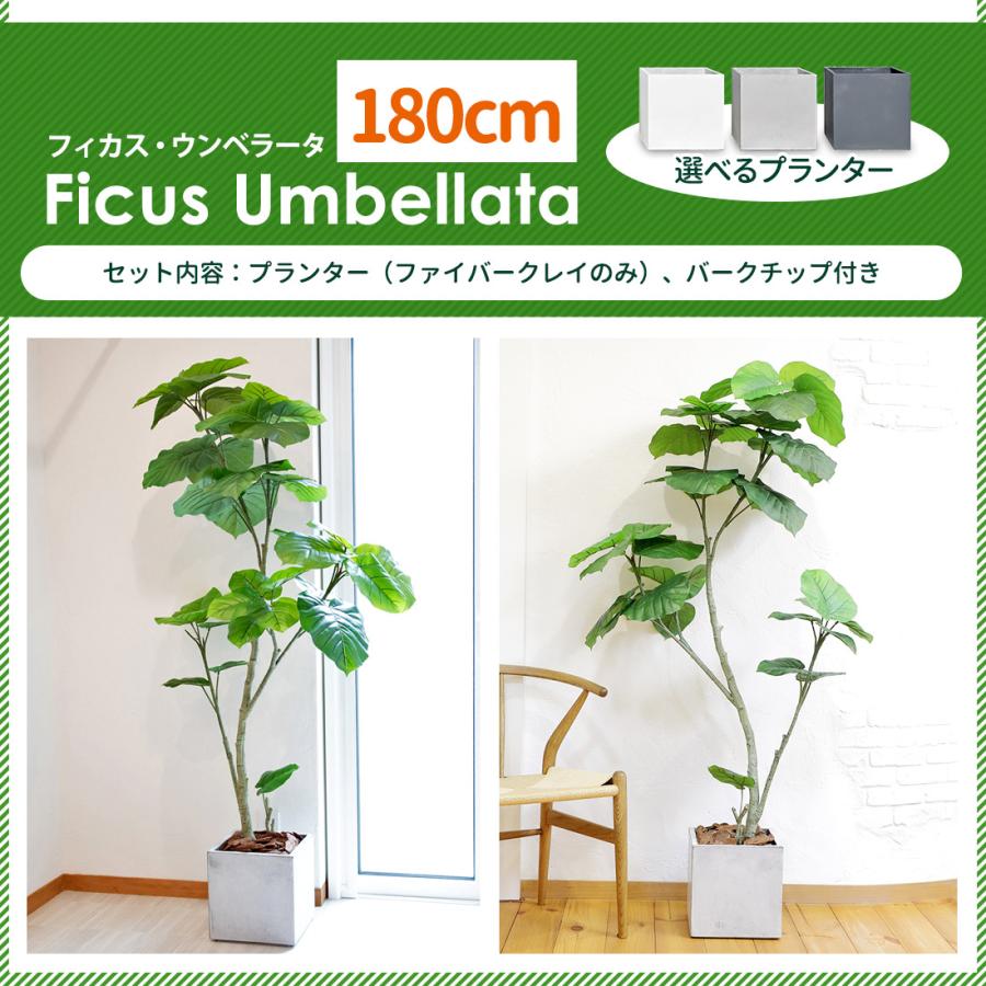 リーベン フェイクグリーン フィカス ウンベラータ 180cm 無光触媒加工