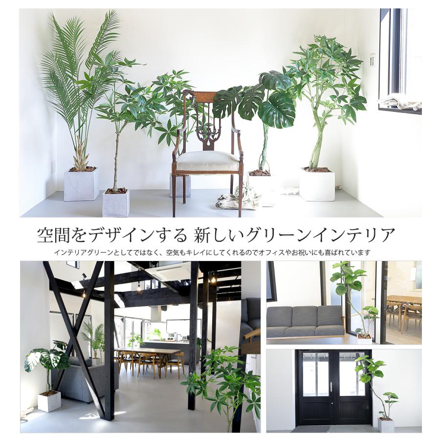 フェイクグリーン フィカス ウンベラータ 180cm   無光触媒加工済 フェイク リアル 光触媒 CT触媒 ファイバークレイ製 プランターの画像