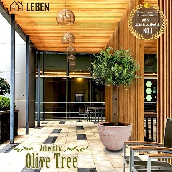 アウトレット 店舗 関東 オリーブの木 リーベンのオリーブの木 オリーブ 苗木 アルベキーナ オリーブ 苗木