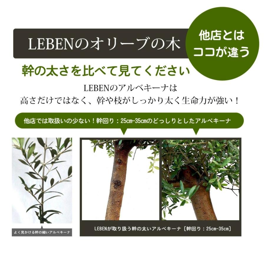 オリーブの木 苗木 アルベキーナ オリーブ ギフト観葉植物 : リーベン