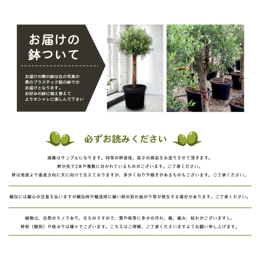 オリーブの木 苗木 アルベキーナ オリーブ ギフト観葉植物 オリーブの木 苗木 アルベキーナ オリーブ ギフト観葉植物