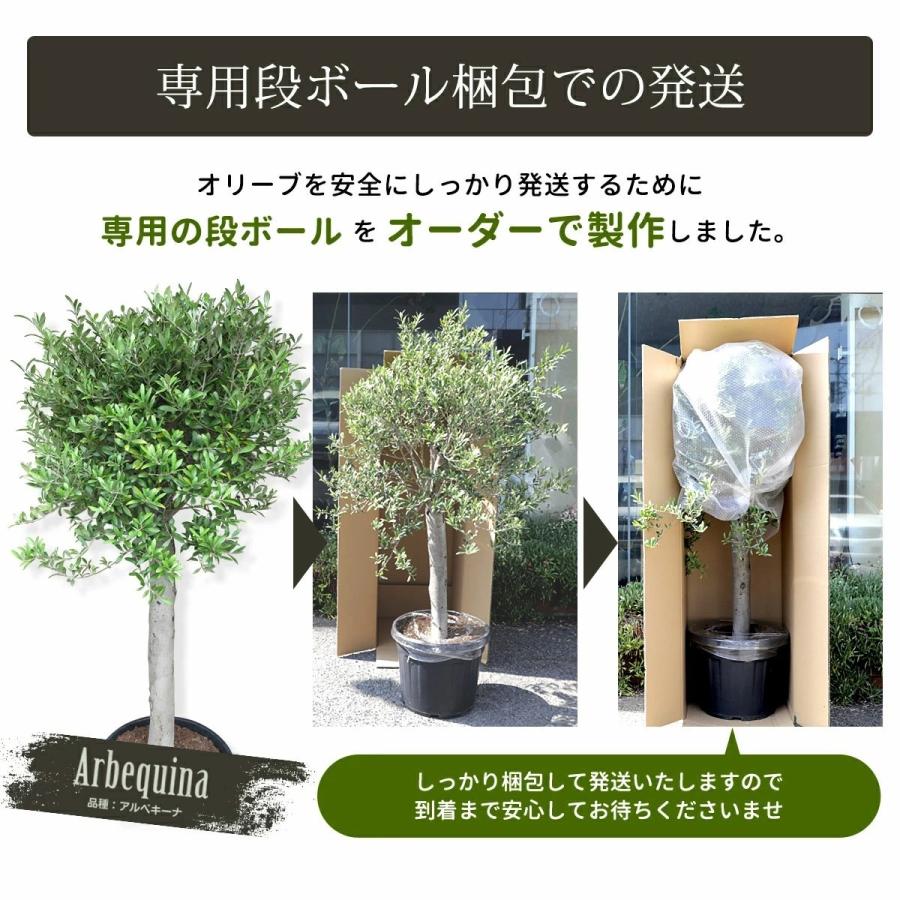 オリーブの木 苗木 アルベキーナ オリーブ ギフト観葉植物 : リーベン