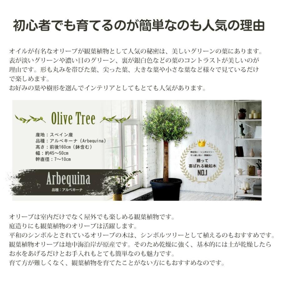 オリーブの木 苗木 アルベキーナ オリーブ ギフト観葉植物 : リーベン