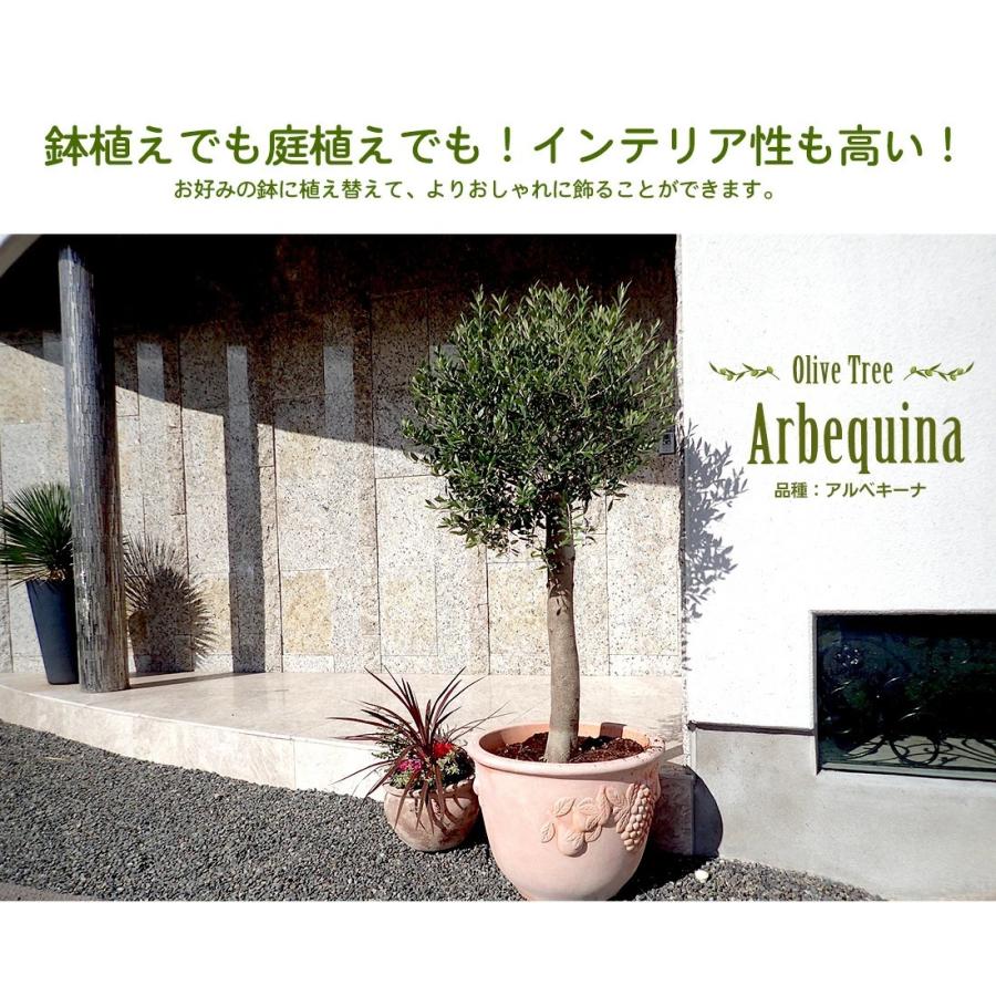 オリーブの木 苗木 アルベキーナ オリーブ ギフト観葉植物 : リーベン