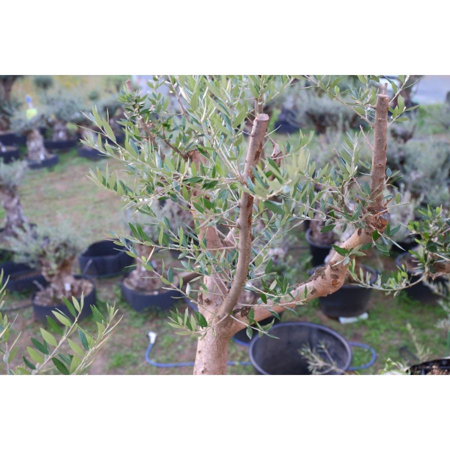 オリーブの木 観葉植物 鉢植え 地植え ギリシャ産コロネイキ 70 Olive G 70 リーベン 通販 Yahoo ショッピング