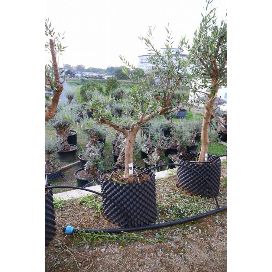 オリーブの木 観葉植物 鉢植え 地植え ギリシャ産コロネイキ 71 Olive G 71 リーベン 通販 Yahoo ショッピング