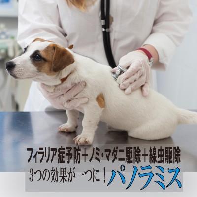 パノラミスm 体重4 5 9kg 12回セット 1年分 フィラリア症予防 ノミ マダニ駆除 腸内寄生虫駆除 が一度にできる Pano 8 M ルシアンヤフーショッピング店 通販 Yahoo ショッピング