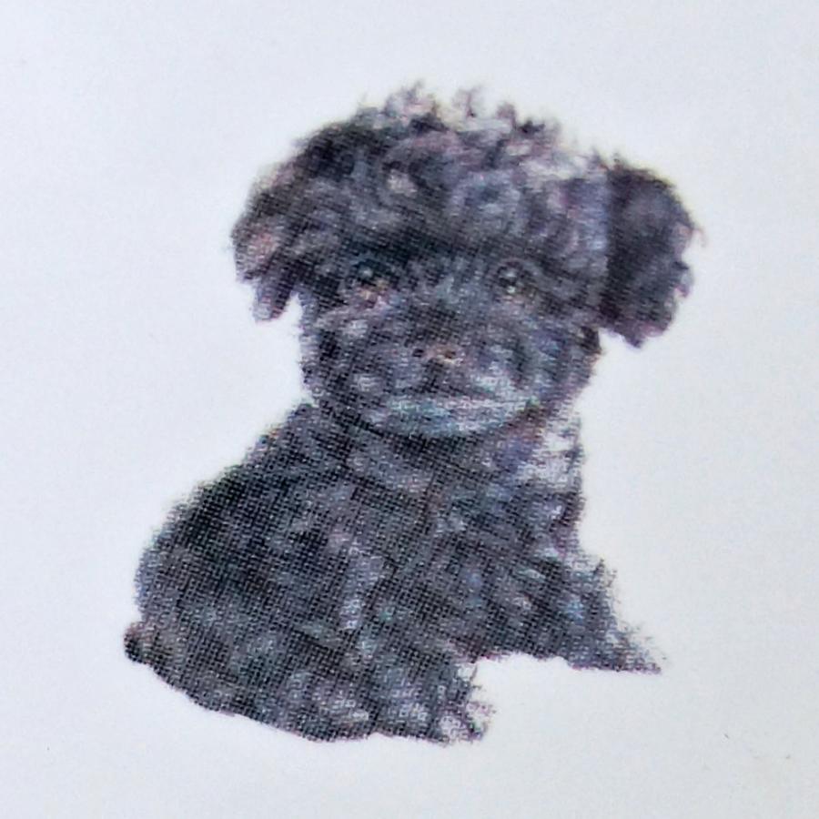 フードボウル 犬 トイプードル 茶色 ホワイト ブラック 日本製 わんコレ 餌 エサ入れ プレゼント ペットグッズ ペット用品 食器 水飲み アニマル Fb4 Podle Lechien 通販 Yahoo ショッピング