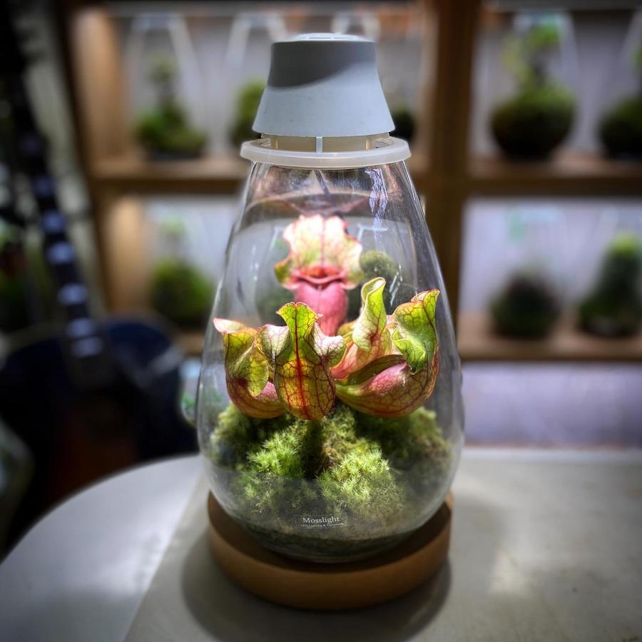 LED照明付テラリウム Mosslight モスライト 植物育成ライト