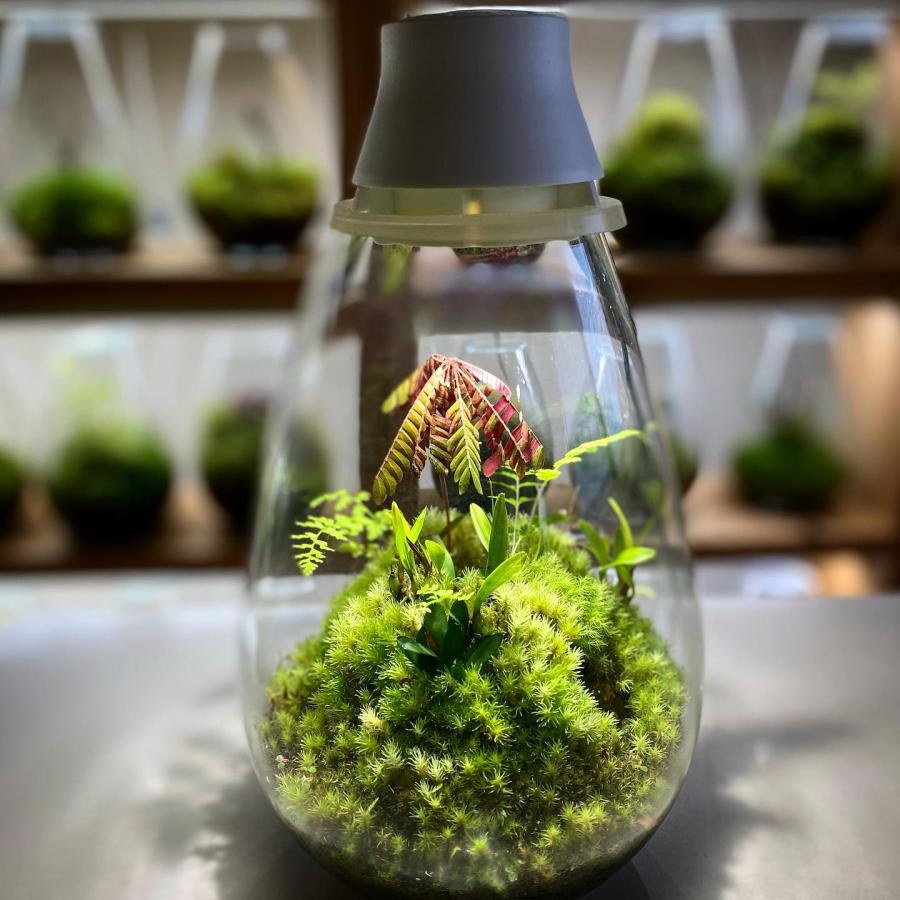 【未使用】Mossarium Light LED Terrarium テラリウム Amazon.co.jp: Mosslight-モスライト LED照明付苔テラリウム
