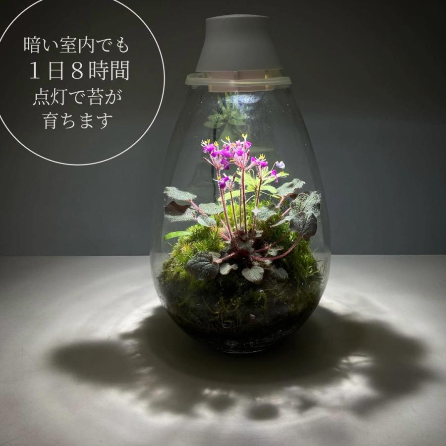 LED照明付テラリウム Mosslight モスライト 植物育成ライト 常夜灯にも
