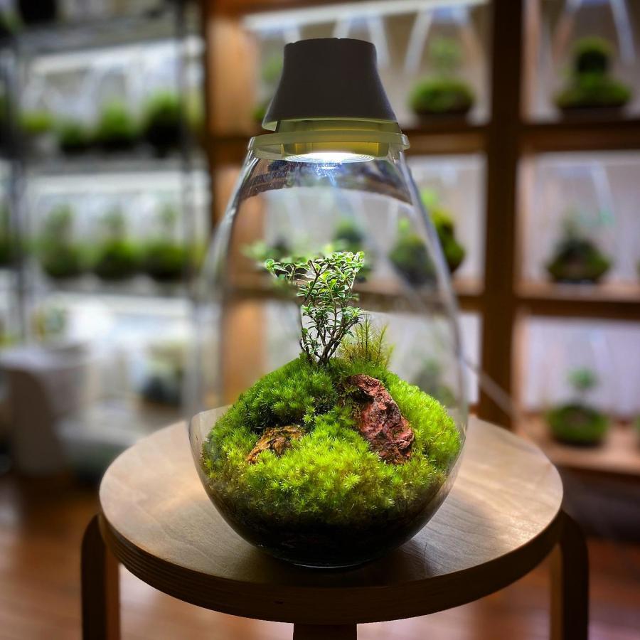 LED照明付テラリウム Mosslight モスライト 植物育成ライト 常夜灯にも