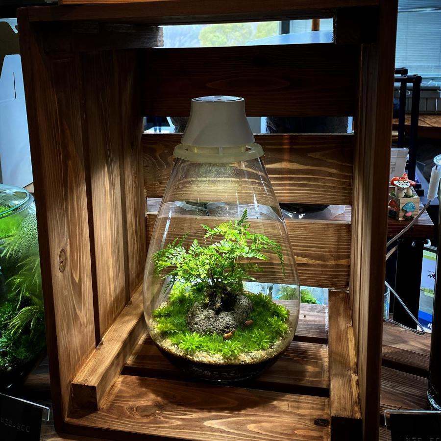 LED照明付テラリウム Mosslight モスライト 植物育成ライト 常夜灯にも