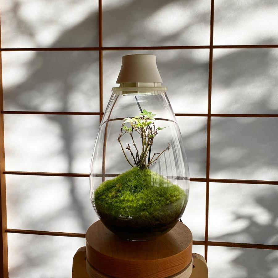 【未使用】Mossarium Light LED Terrarium テラリウム Amazon.co.jp: Mosslight-モスライト LED照明付苔テラリウム