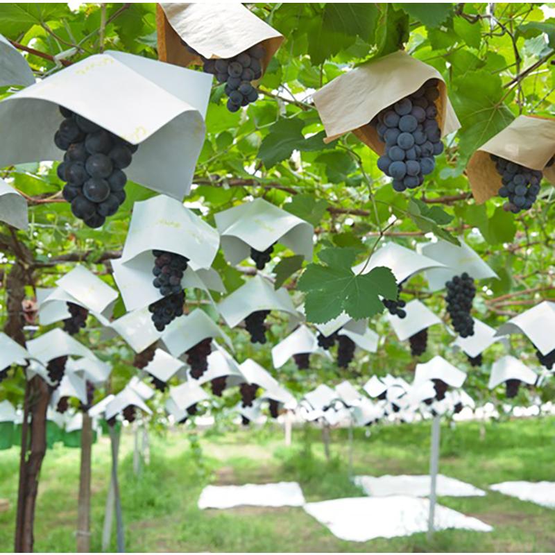 40型YS BS YC】40型 LED蛍光灯 防水 イエローカバー 防蛾灯 夜間害虫