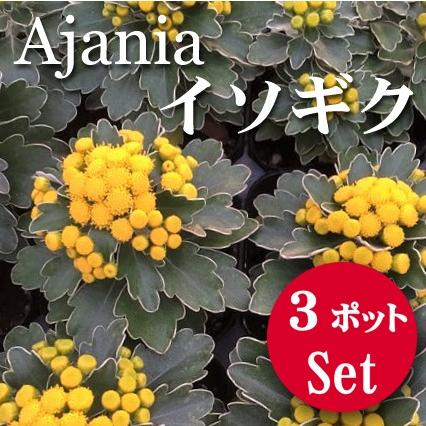 宿根草 花苗 イソギク アジャニア 3 5号 3ポットセット 0005 Lee Green 通販 Yahoo ショッピング