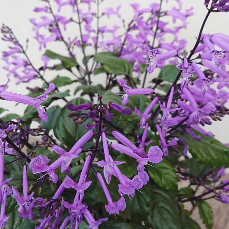 プレクトランサス モナラベンダー 花苗 3 5号ポット Lee Green 通販 Yahoo ショッピング