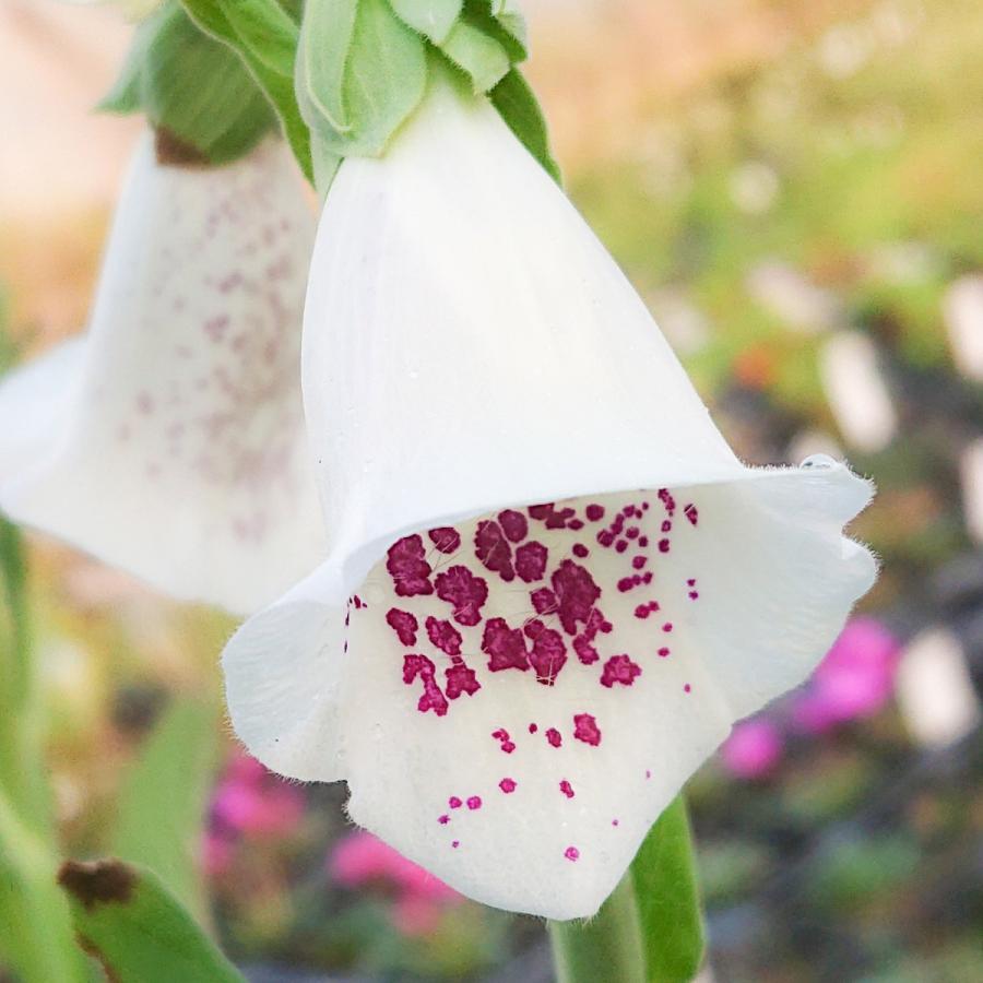 宿根草 ジギタリス 花苗 パープレア パムズチョイス 3ポットセット 0010 Lee Green 通販 Yahoo ショッピング