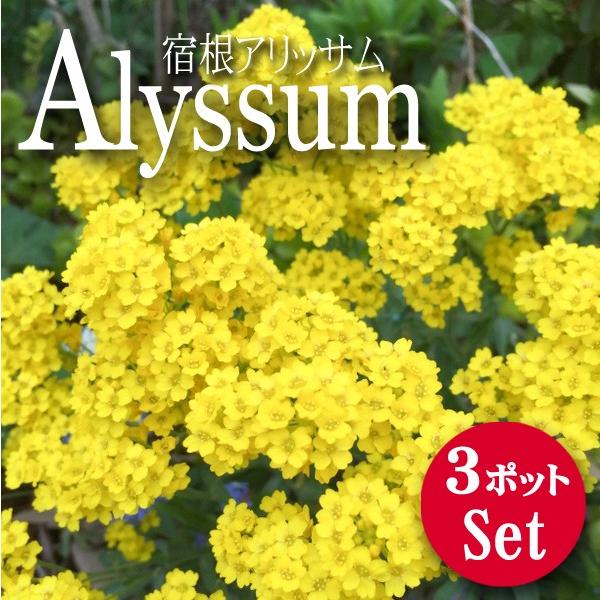 宿根草 アリッサム サミット 花苗 3ポットセット 0013 Lee Green 通販 Yahoo ショッピング