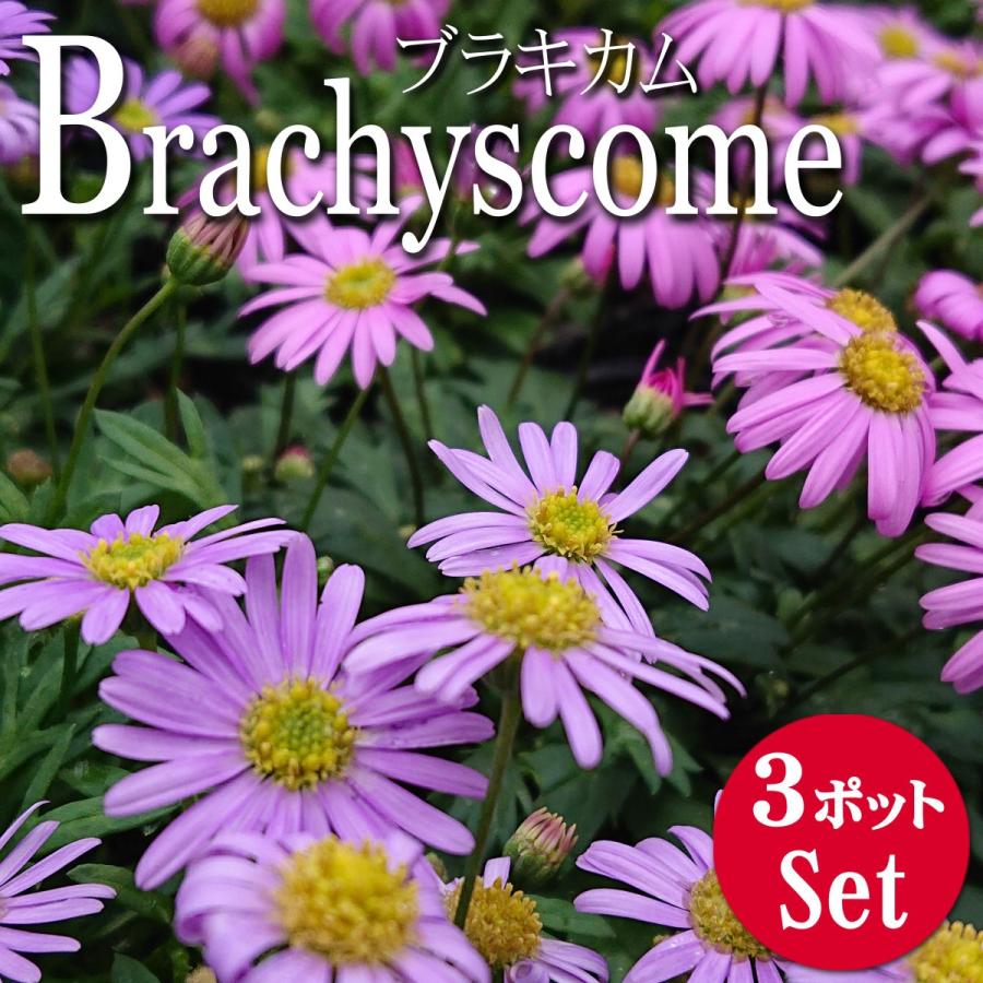 宿根ブラキカム ヒメコスモス 花苗 3 5号 3ポットセット 0038 Lee Green 通販 Yahoo ショッピング