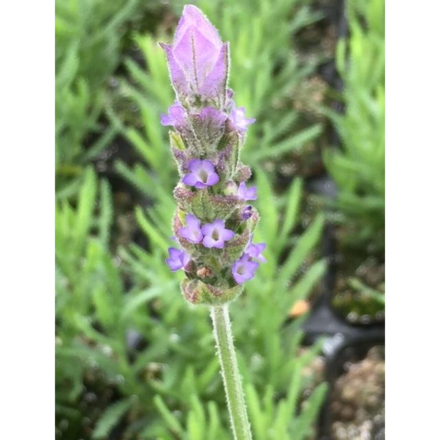 ハーブ苗 ラベンダー デンタータ フレンチラベンダー チャーミーリー 3ポットセット 0041 Lee Green 通販 Yahoo ショッピング