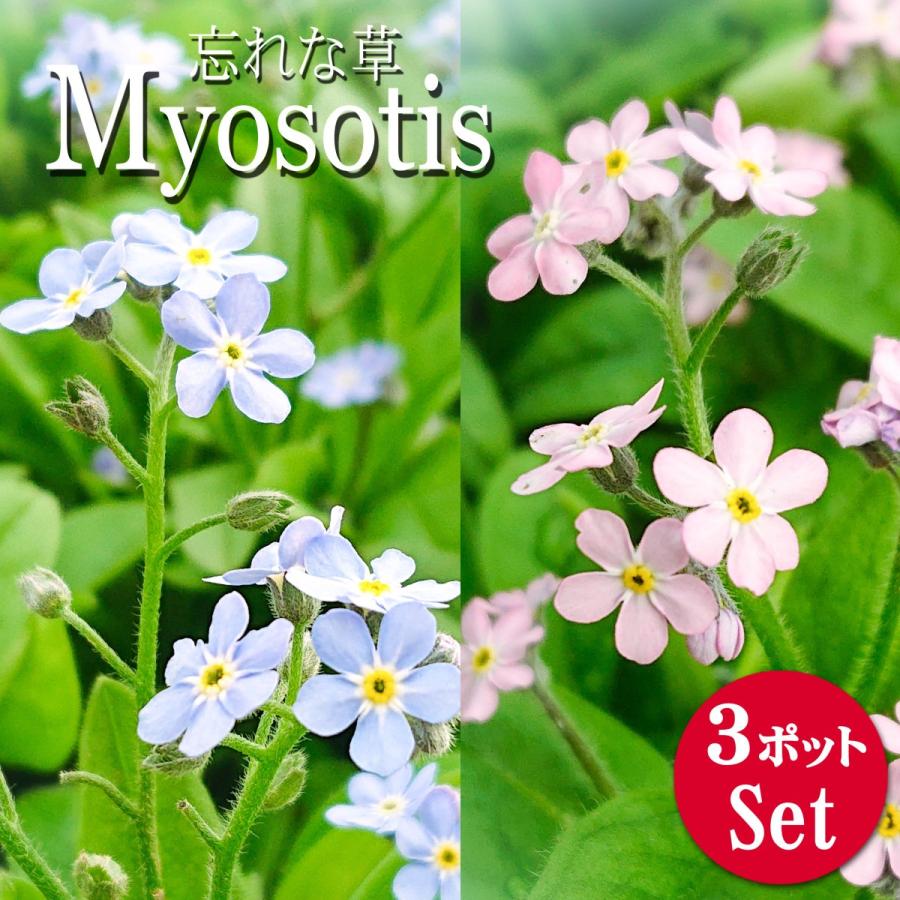 ミオソティス(忘れな草) モナミブルー/ピンク 花苗 10.5cm 3ポット