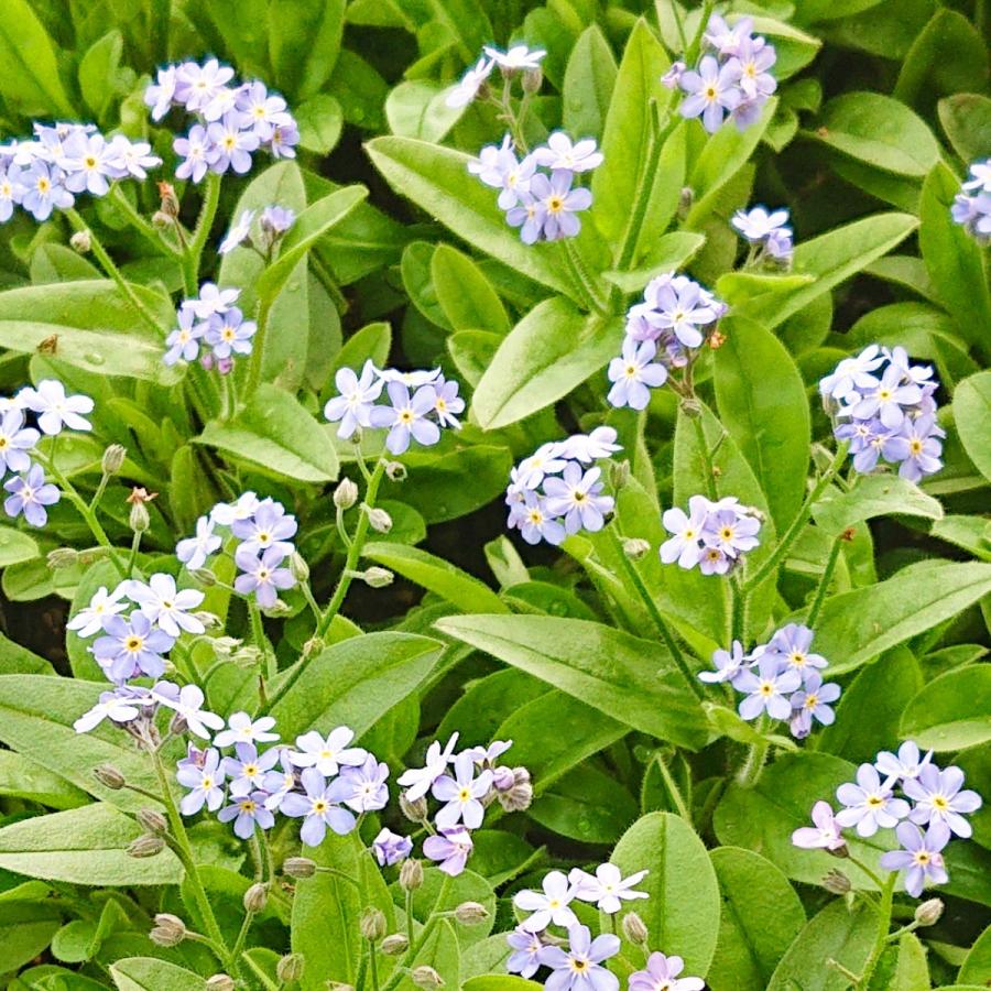 ミオソティス(忘れな草) モナミブルー/ピンク 花苗 10.5cm 3ポット