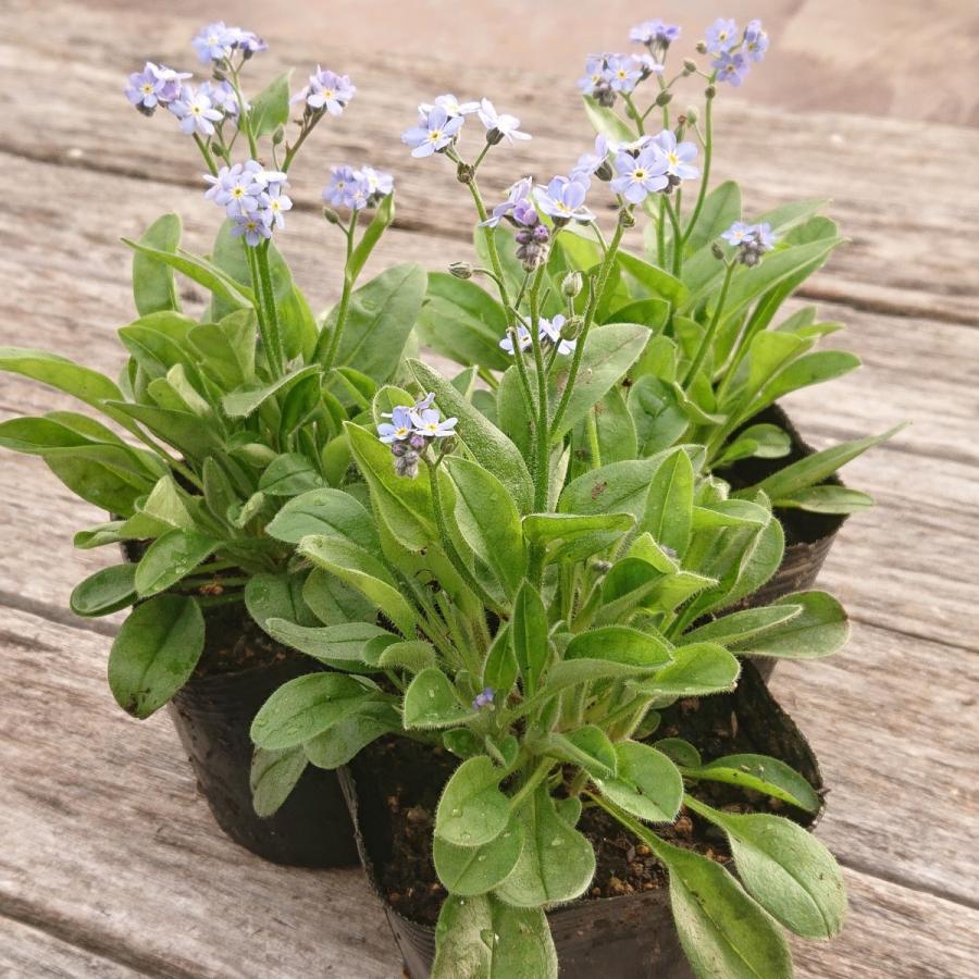 ミオソティス(忘れな草) モナミブルー/ピンク 花苗 10.5cm 3ポット