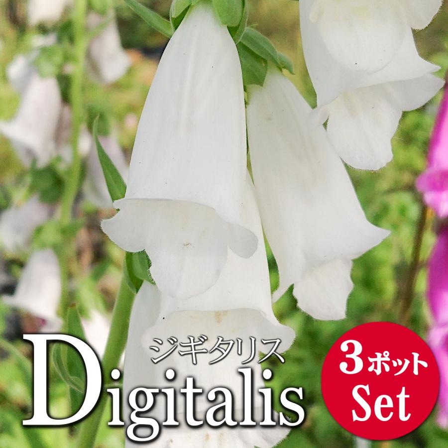 宿根草 花苗 ジギタリス パープレア スノーシンブル 3 5号 3ポットセット 0060 Lee Green 通販 Yahoo ショッピング