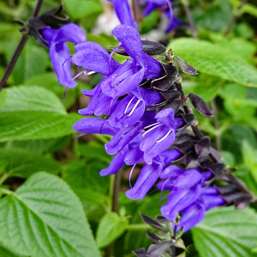 サルビアガラニチカ メドセージ 花苗 3 5号 3ポットセット 0067 Lee Green 通販 Yahoo ショッピング