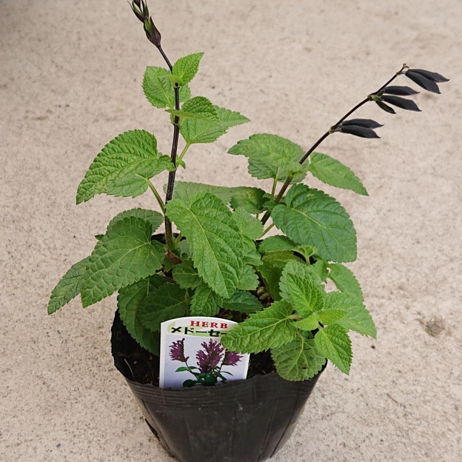 サルビアガラニチカ メドセージ 花苗 3 5号 3ポットセット 0067 Lee Green 通販 Yahoo ショッピング