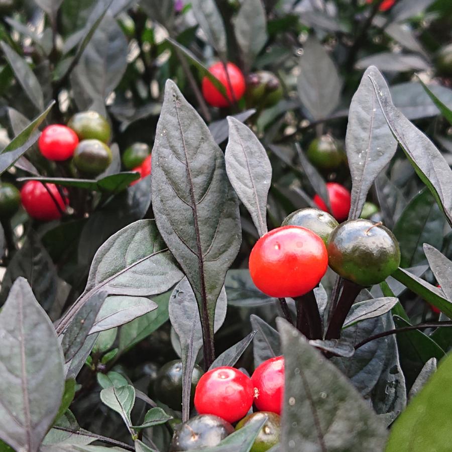 観賞用トウガラシ オニキスレッド （3.5号）3ポットセット : lee green