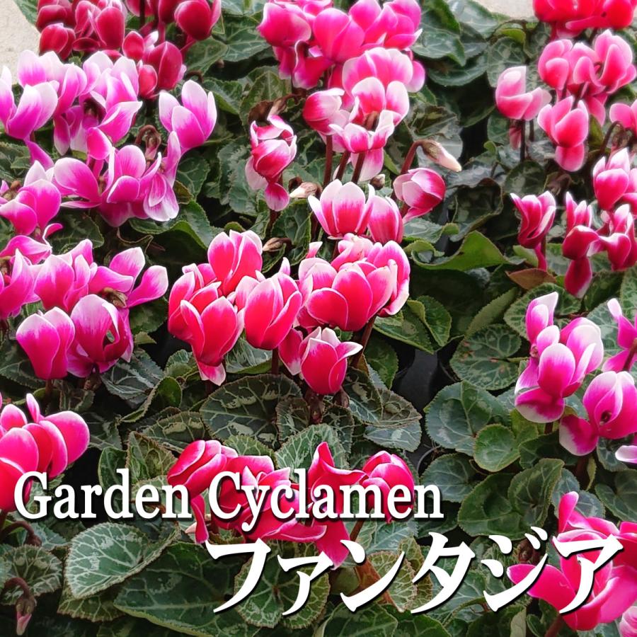 ガーデンシクラメン 花苗 メティス ファンタジア 3 5号 0070 Lee Green 通販 Yahoo ショッピング