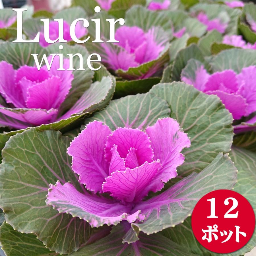 葉牡丹 花苗 プラチナケール ルシールワイン 3 5号 12ポットセット 0079 Lee Green 通販 Yahoo ショッピング