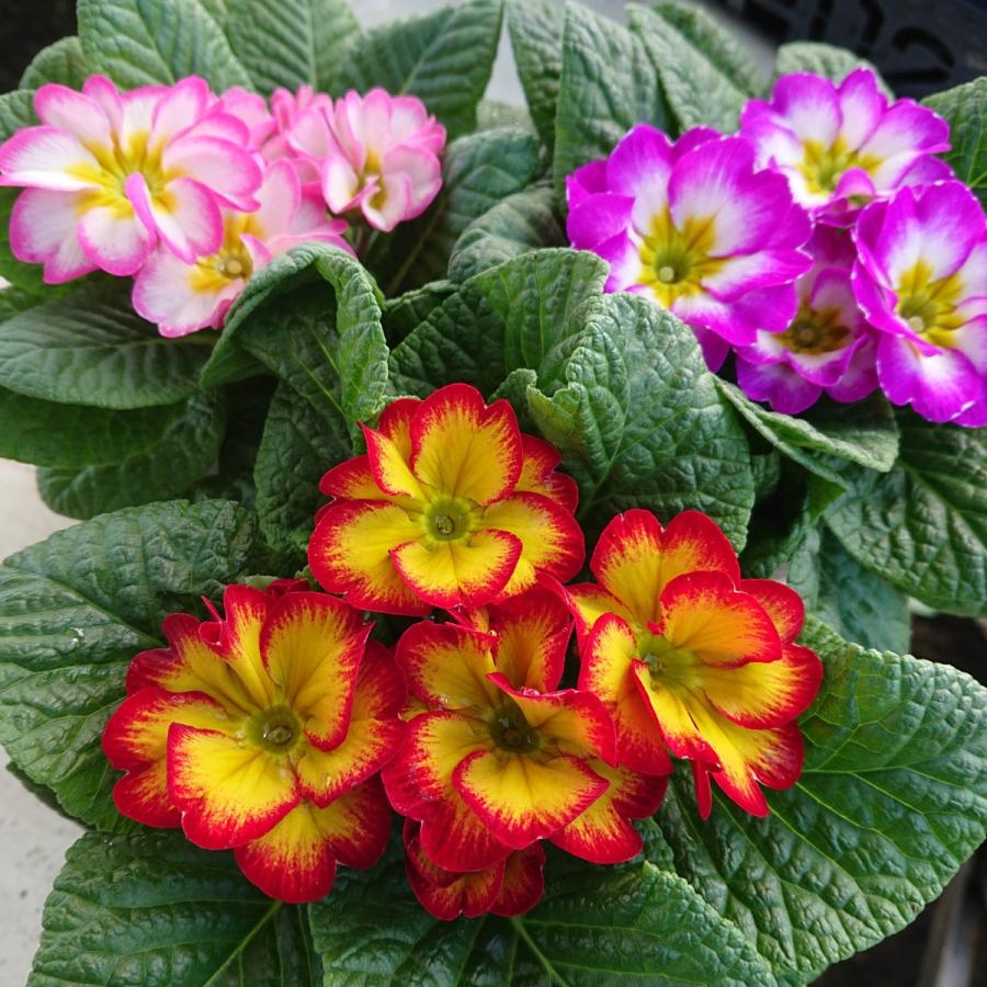 プリムラ ジュリアン ココロン ミックス 花苗 3 5号 3ポットセット 0087 Lee Green 通販 Yahoo ショッピング