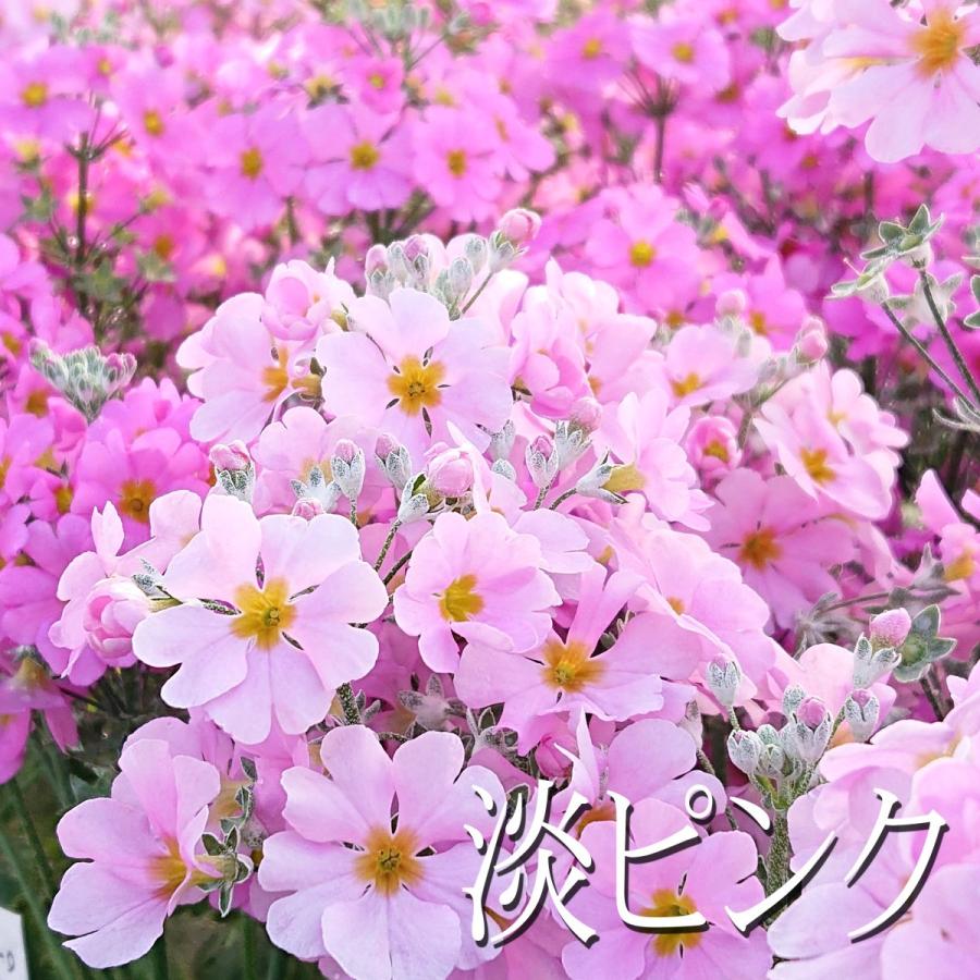 プリムラ マラコイデス 花苗 3.5号 3ポットセット : lee green - 通販