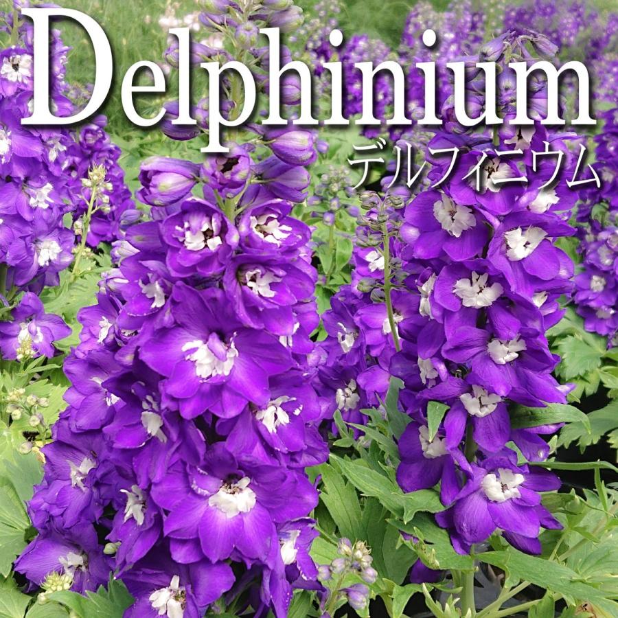 デルフィニウム オーロラ 花苗 ディープパープルインプ 12cmポット 0107 Lee Green 通販 Yahoo ショッピング