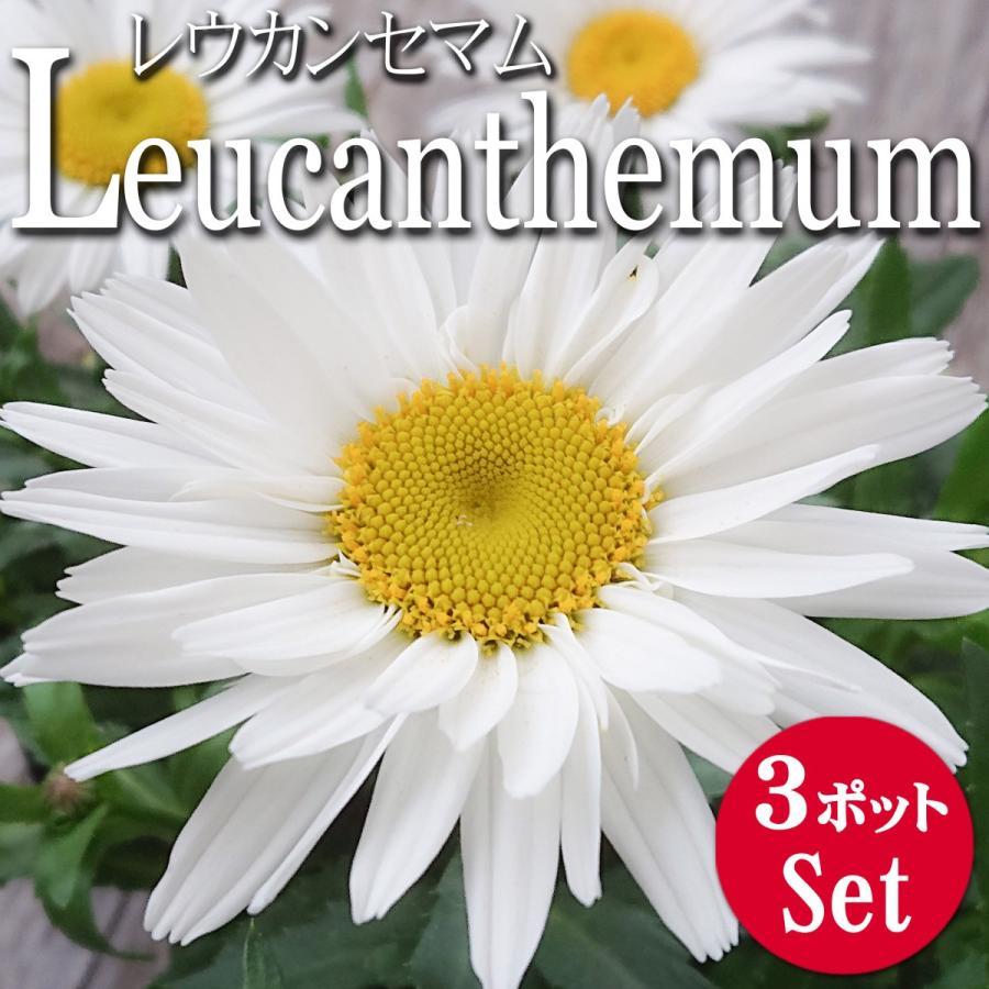 宿根草 開花前 花苗 レウカンセマム シャスターデージー マドンナ 3 5号 3ポットセット 0110 Lee Green 通販 Yahoo ショッピング
