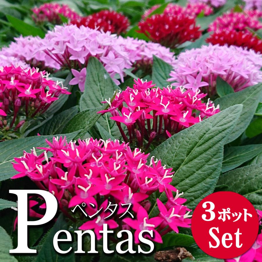 ペンタス ラッキースター 花苗 3 5号 3ポットセット 0117 Lee Green 通販 Yahoo ショッピング