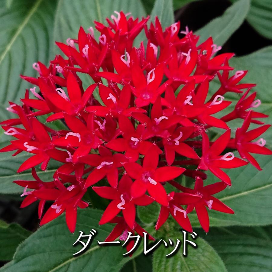 ペンタス ラッキースター 花苗 3 5号 3ポットセット 0117 Lee Green 通販 Yahoo ショッピング